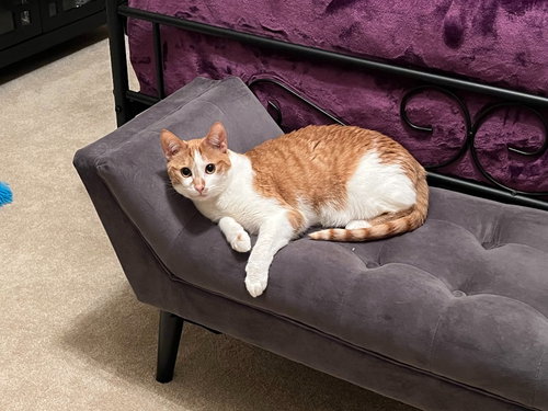 Ginny, an adoptable Domestic Short Hair in Battle Ground, WA