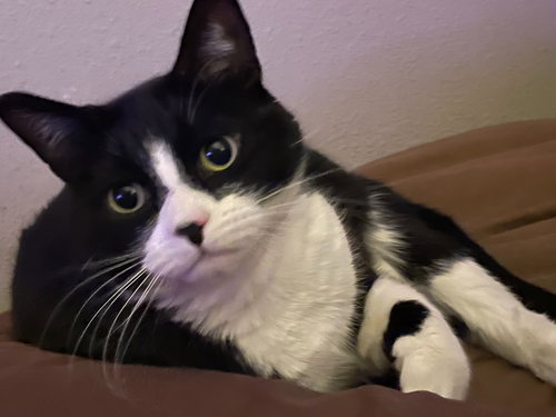 Louie, an adoptable Domestic Medium Hair in Battle Ground, WA