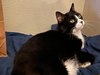 Louie - Photo 2