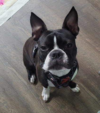 TETLEY, an adoptable Boston Terrier in Battle Ground, WA