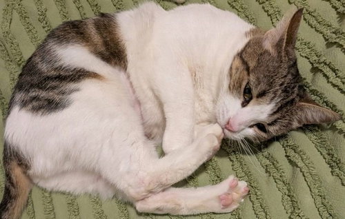 Clementine, an adoptable Domestic Short Hair in Battle Ground, WA