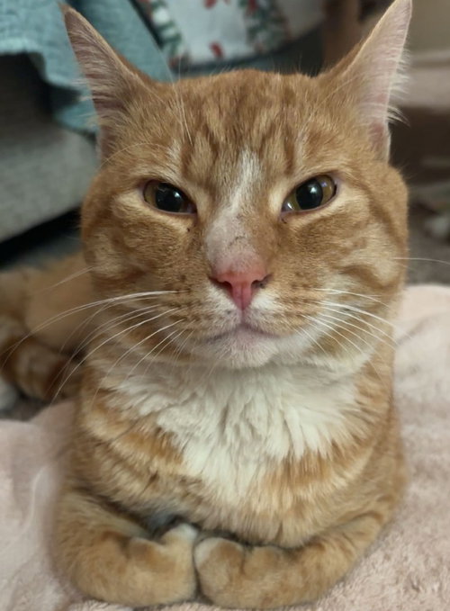 Butters, an adoptable Domestic Short Hair in Battle Ground, WA