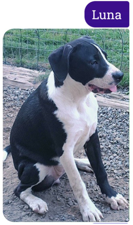 LUNA C, an adoptable Boxer in Battle Ground, WA