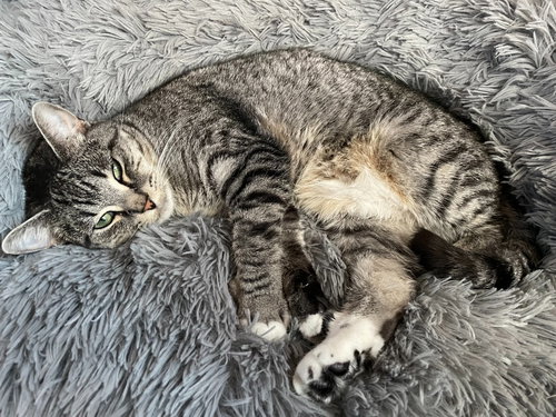 DK - Rose, Adult Domestic Short Hair / Mixed, cat for adoption in Lake Oswego, Oregon