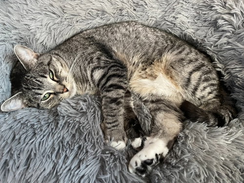 picture of the cat needing adoption
