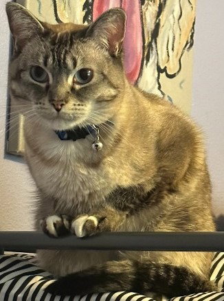 picture of the cat needing adoption