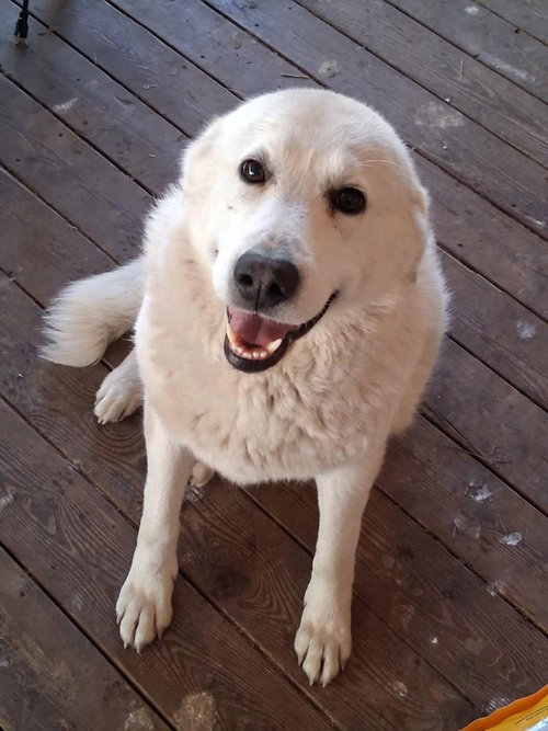 ANGEL - Great Pyrenees / Akbash for adoption in Vancouver