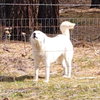 Angel - Photo 3