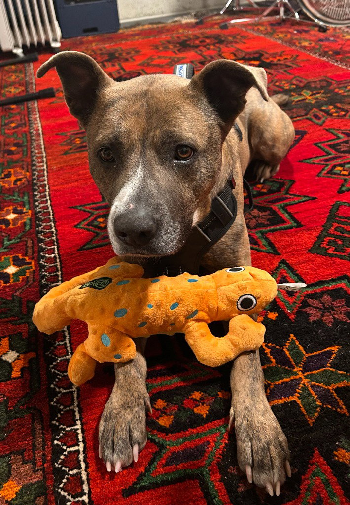 Honeybear