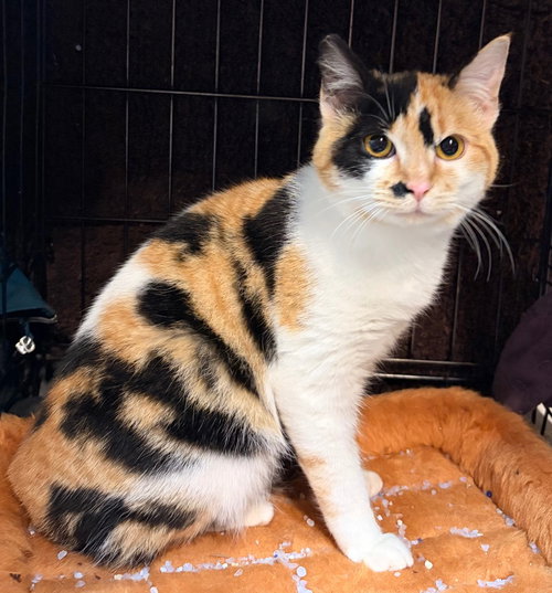 Gidget, Baby Domestic Short Hair / Mixed, cat for adoption in Lake Oswego, Oregon