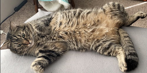 MS-Thumper, an adoptable Domestic Medium Hair in Battle Ground, WA