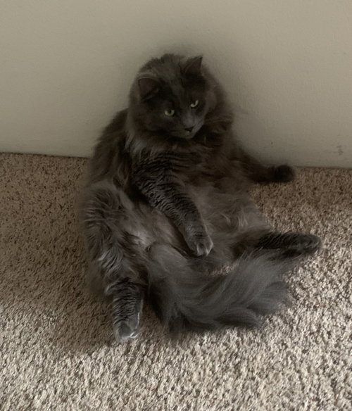 MS- Mr. Gray, an adoptable Domestic Long Hair in Battle Ground, WA