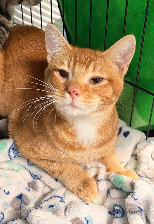 Phoenix, an adoptable Domestic Short Hair in Battle Ground, WA