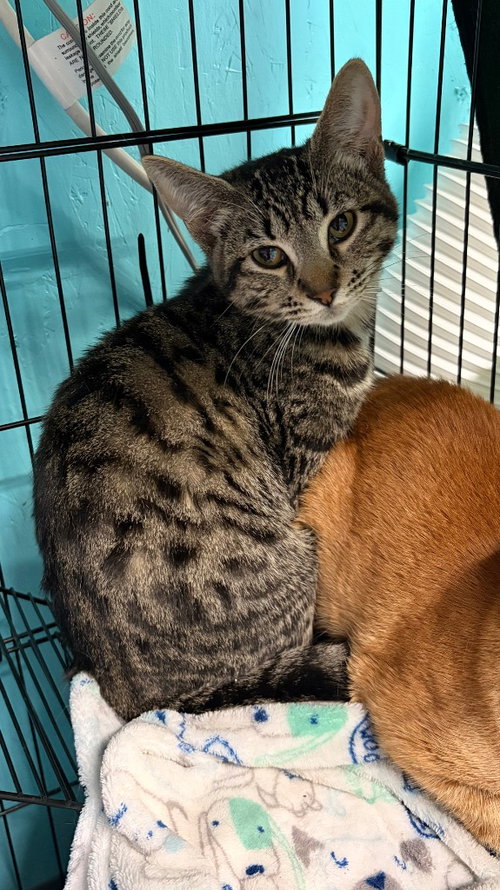 Bella, an adoptable Domestic Short Hair in Battle Ground, WA
