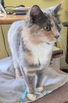 Michee - Photo 1