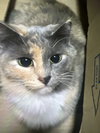 Michee - Photo 4