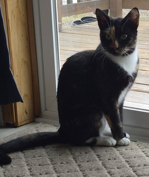 Lella, an adoptable Domestic Short Hair in Battle Ground, WA