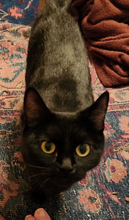 Dottie, an adoptable Domestic Short Hair in Battle Ground, WA