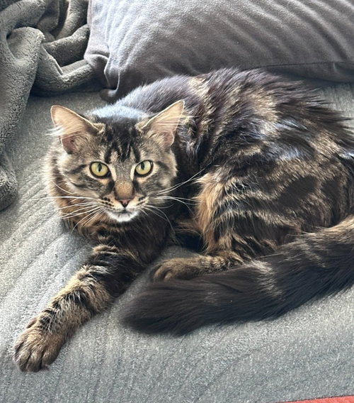 Koneko, an adoptable Domestic Medium Hair in Battle Ground, WA