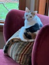 Tilly - Photo 1