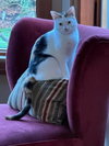 Tilly - Photo 2