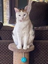 Tilly - Photo 3