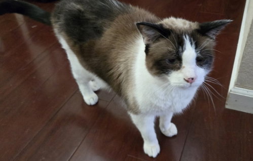 Mojik, an adoptable Snowshoe in Battle Ground, WA
