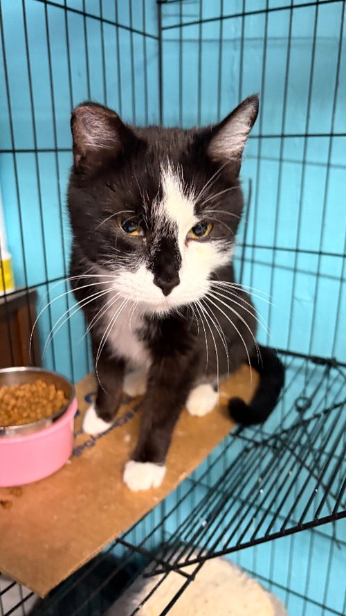Banshee, an adoptable Domestic Short Hair in Battle Ground, WA