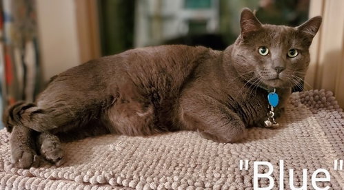 EG - Blue, an adoptable Domestic Short Hair in Battle Ground, WA
