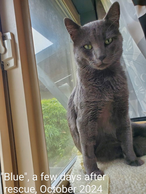 EG - BLUE - Domestic Short Hair / Russian Blue available for adoption