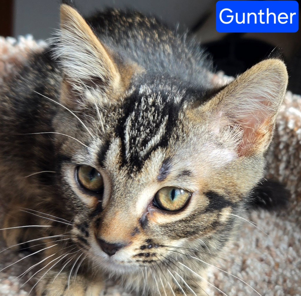 Gunther Image