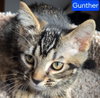 Gunther - Photo 1