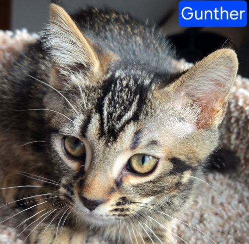 Gunther, an adoptable Domestic Short Hair in Battle Ground, WA