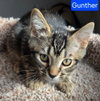 Gunther - Photo 2