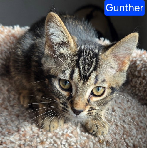 GUNTHER - Domestic Short Hair available for adoption