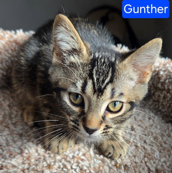 Gunther