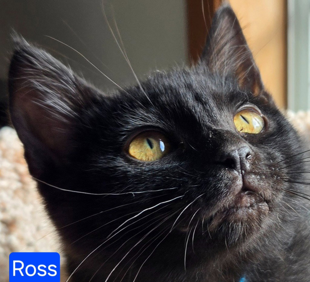 Ross Image
