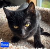 Ross - Photo 2