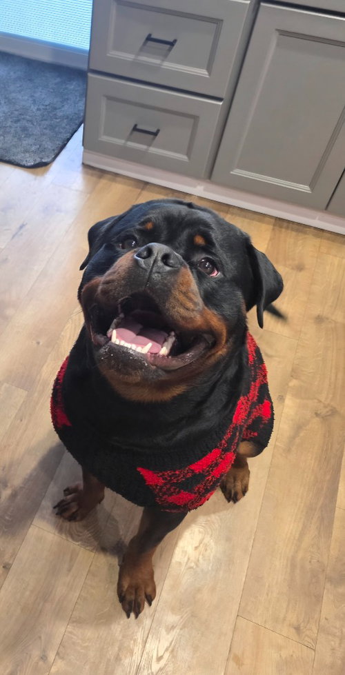 THOR - Rottweiler for adoption in Vancouver