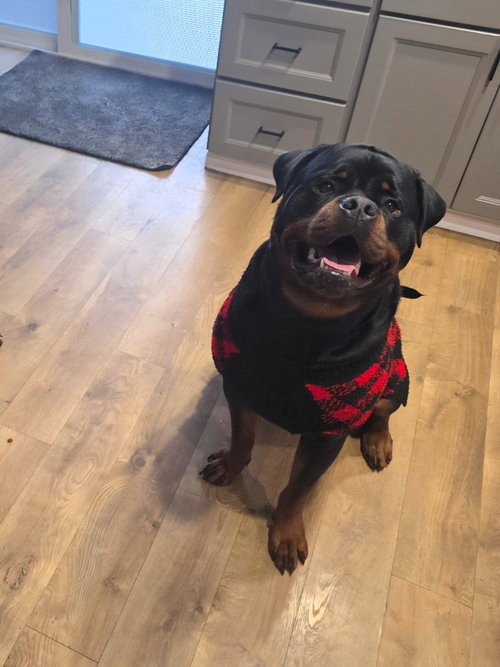 THOR - Rottweiler available for adoption