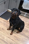 THOR - Photo 3