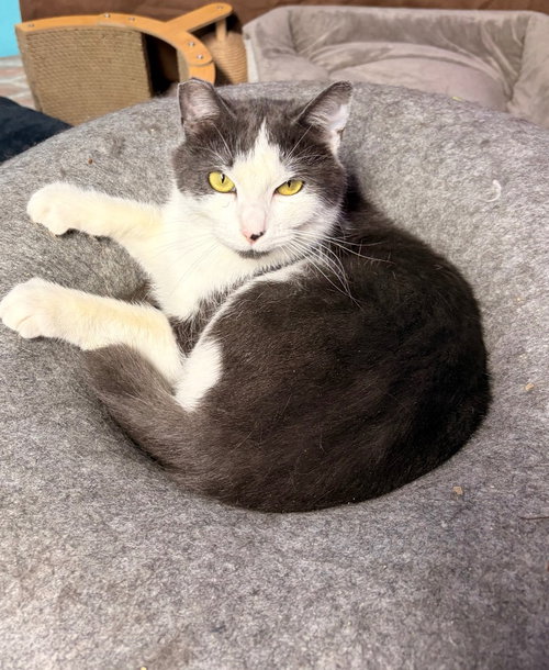 Zaboo, an adoptable Domestic Short Hair in Battle Ground, WA