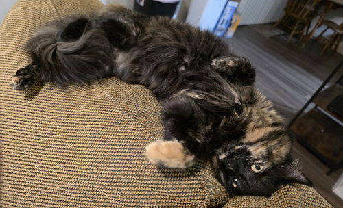 TB - Ethel, Young Domestic Medium Hair / Mixed, cat for adoption in Beaverton, Oregon