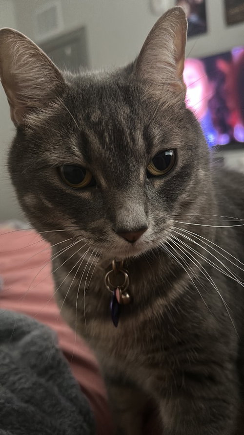 Shimu