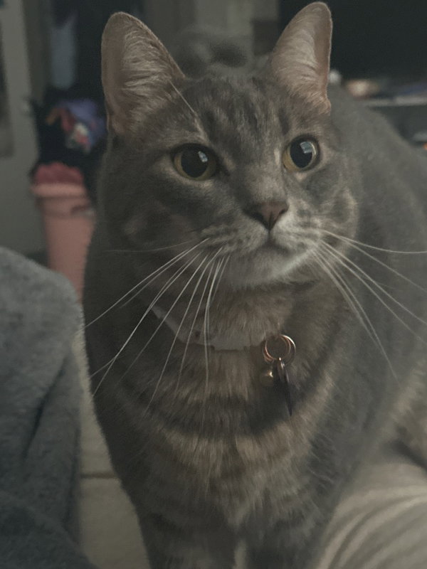 Shimu