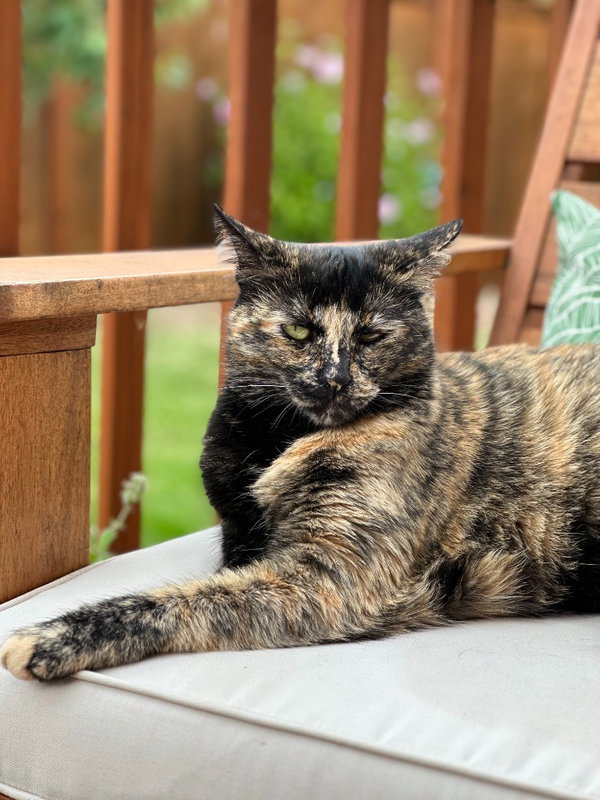 Tootsie
