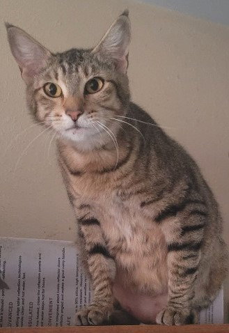 Izzy