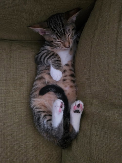 picture of the cat needing adoption