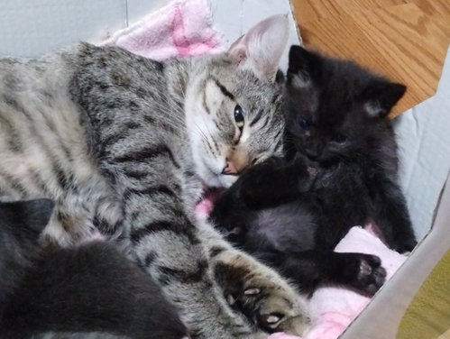 Mama Rizzoli