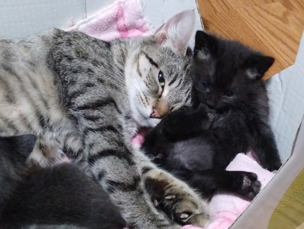 Mama Rizzoli